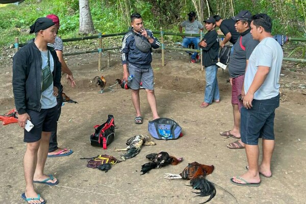 Pemuda Garut Menang Besar di Sabung Ayam Online Win25, Rejeki Nomplok Datang Mendadak!