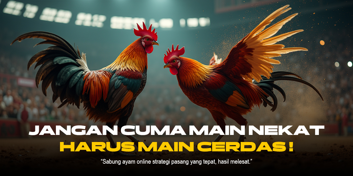 Kenali Ayam Bangkok di Sabung Ayam SV388: Peluang & Strategi